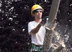 Tree Care Professional