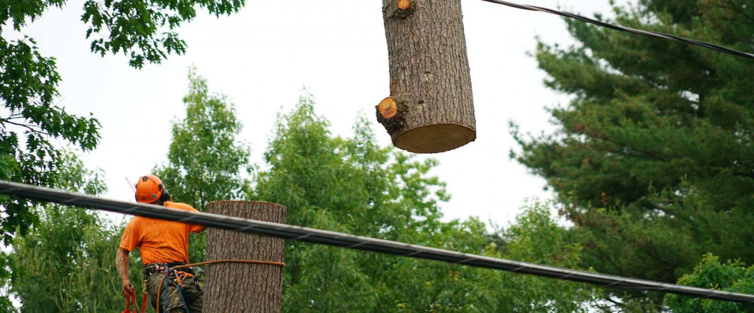 24/7 Emergency Tree Service Richmond, Chesterfield, VA