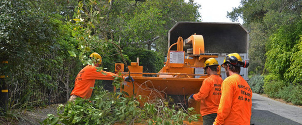 What to look for in tree removal service, Monterey VA